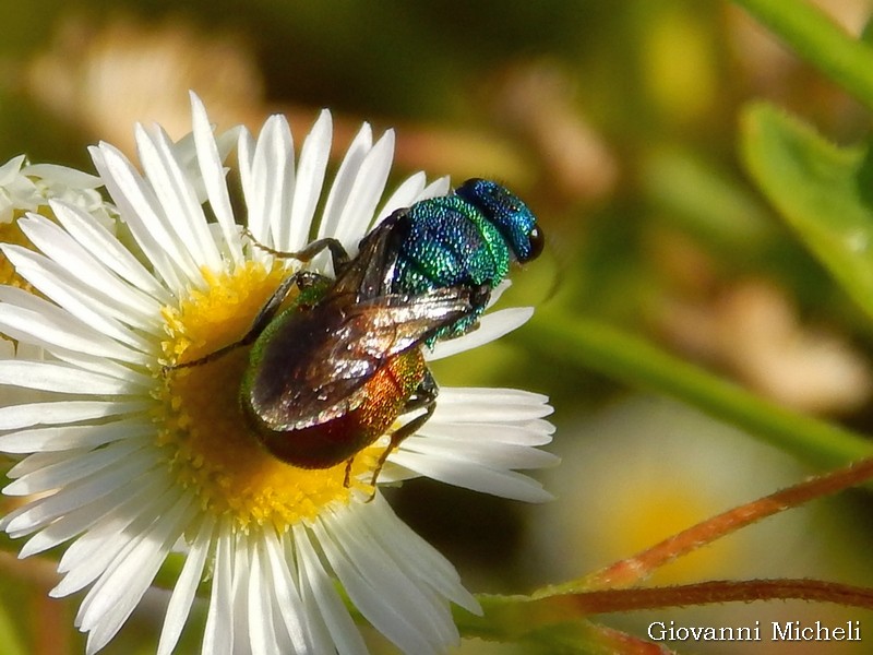 Chrysididae: Hedychrum cfr. niemelai m. (foto 1 e 2) e H. rutilans m. e f. (3 e 4)